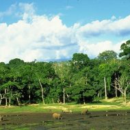 Dzanga, the Central African Republic