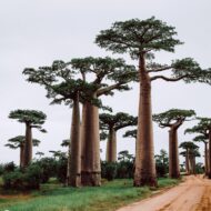 Madagascar