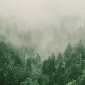 Most Forested States in the US in 2024