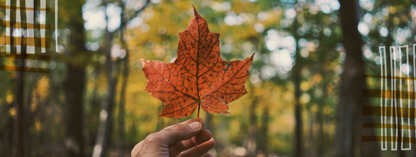 maple leave